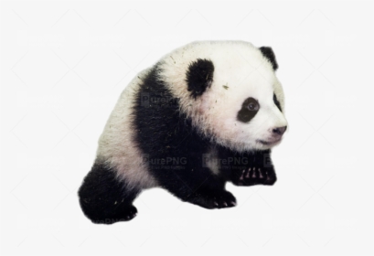 Giant Panda Png - Baby Panda Good Morning Panda, Transparent Png, Transparent PNG