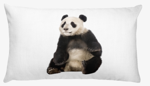 Class Lazyload Lazyload Mirage Cloudzoom Featured Image - Giant Panda Sitting, HD Png Download, Transparent PNG