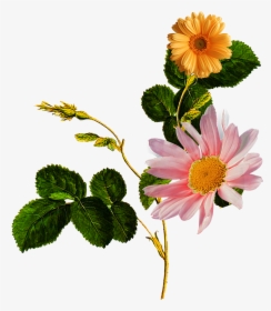 Flower Patch Textile Design - وردة صفراء, HD Png Download, Transparent PNG