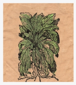 Lambs Ear Patch - Sketch, HD Png Download, Transparent PNG