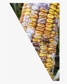 Corn Cob Png -corn Kernels , Png Download, Transparent - Corn Kernels, Png Download, Transparent PNG