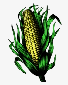 #corn #cornonthecob #corncob #earofcorn - Corn Kernels, HD Png Download, Transparent PNG