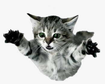 Flying Cat Png - Flying Kittens, Transparent Png, Transparent PNG