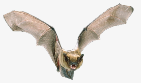Big Brown Bat - Opinion About Bats, HD Png Download, Transparent PNG