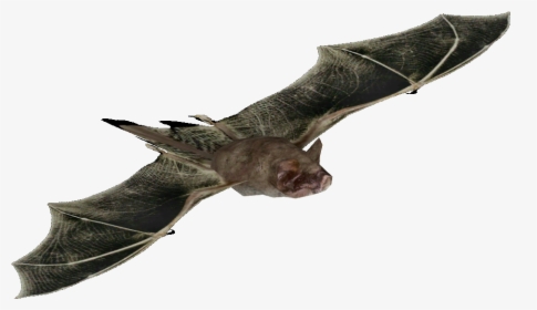 Mexican Free Tailed Bat Png, Transparent Png - Little Brown Myotis, Png Download, Transparent PNG