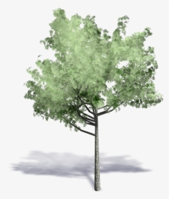 Axonometric Projection Autodesk Tree Archicad - Trees In Axonometric Png, Transparent Png, Transparent PNG