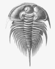Transparent Fossils Png - Olenellus Trilobite, Png Download, Transparent PNG