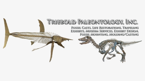 We Have Been Supplying The World S Museums With Fossils - Protosphyraena Perniciosa, HD Png Download, Transparent PNG