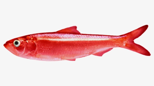 Red Herring Clear Background, HD Png Download, Transparent PNG