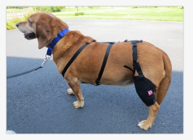 Image - Companion Dog, HD Png Download, Transparent PNG