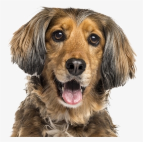 New Braunfels Vet At Comal Pet Hospital - Dog Vitamins, HD Png Download, Transparent PNG