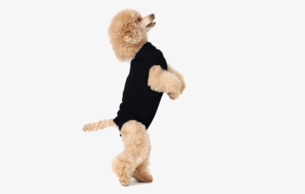 Transparent Dog Leg Png - Suitical Recovery Suit For Dogs, Png Download, Transparent PNG