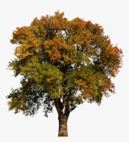 Fall Tree Png Aesthetic, Transparent Png, Transparent PNG