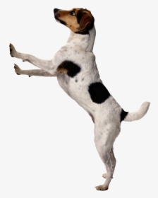 Dog Png Image Puppy - Png Background Hd Dog, Transparent Png, Transparent PNG