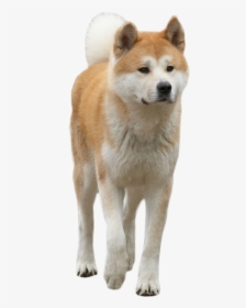 Hachiko The Dog Png Image - Dog Png, Transparent Png, Transparent PNG