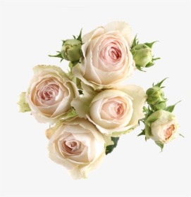 Pink Laceavailable Stem Size - Garden Roses, HD Png Download, Transparent PNG