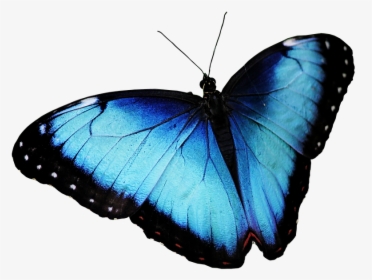 Butterfly, Blue Butterfly, Butterfly Png - 蝴蝶 Png, Transparent Png, Transparent PNG