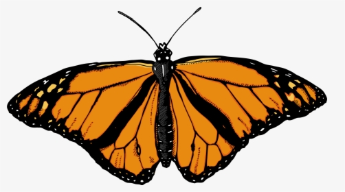 Butterfly Png Image - Butterflies With White Background, Transparent Png, Transparent PNG