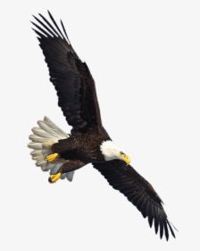 Us Eagle Flying - Eagle Flying Transparent Background, HD Png Download, Transparent PNG