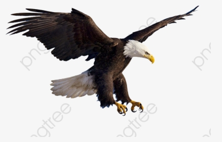 Bird Flying Png -flying Eagles Animal - Flying Eagle Png, Transparent Png, Transparent PNG