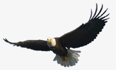 Free Png Download Eagle Png Images Background Png Images - Flying Eagle Transparent Background, Png Download, Transparent PNG