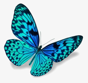 Blue Butterfly Png Download Image - Bliss Fresh Fresh Matic, Transparent Png, Transparent PNG