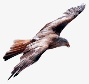 Eagle Fly Png Image - True Leader Is One Who Is Humble Enough, Transparent Png, Transparent PNG