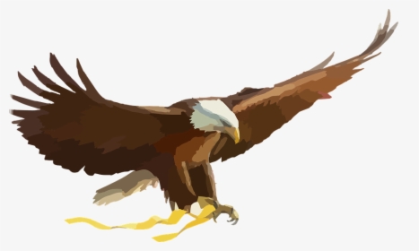 Bald Eagle, Eagle, Bird Of Prey, Raptor, Flying - Philippine Eagle Flying Vector, HD Png Download, Transparent PNG