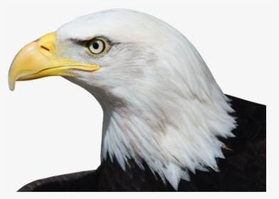 Bald Eagle, Adler, Raptor, Bird Of Prey, Bill, Bird - Flying Bald Eagle Transparent Png, Png Download, Transparent PNG