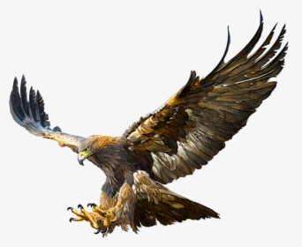 Transparent Eagles Png - Flying Real Golden Eagle, Png Download, Transparent PNG
