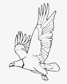 Flying Eagle Clipart Black And White - Animales En Peligro De Extincion Dibujos, HD Png Download, Transparent PNG
