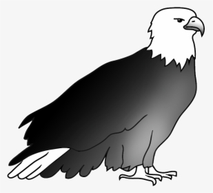 Resting Bald Eagle Drawing - Drawing, HD Png Download, Transparent PNG