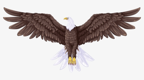 Bald Eagle Flight Drawing - Full Body Eagle Drawing, HD Png Download, Transparent PNG