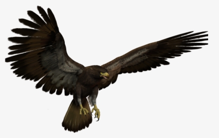 Black Eagle Flying Clipart , Png Download - Flying Black Eagle, Transparent Png, Transparent PNG