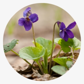 Pansy, HD Png Download, Transparent PNG