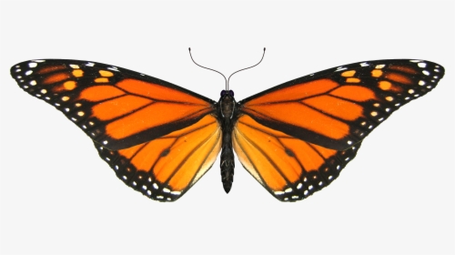 Transparent Monarch Butterfly Gif, HD Png Download, Transparent PNG