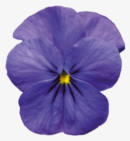 Download Violet Png Pic - Blue Violet Flower Png, Transparent Png, Transparent PNG
