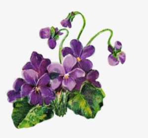 Violets Png - Violets - Violet Flower Plant Transparent Background, Png Download, Transparent PNG