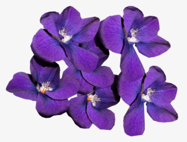Violets, Flowers, Winter Blooms, Perfume, Fragrant - Фиалки Пнг, HD Png Download, Transparent PNG
