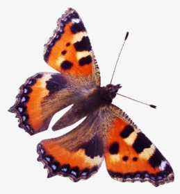 Red Admiral Butterfly Png, Transparent Png, Transparent PNG