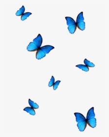 Butterfly Png For Editing, Transparent Png - Transparent Background Blue Butterflies Png, Png Download, Transparent PNG