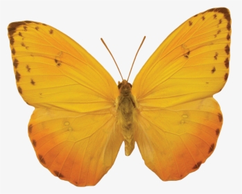 Orange Butterfly Png Image, Butterflies Free Download - Yellow Butterfly No Background, Transparent Png, Transparent PNG