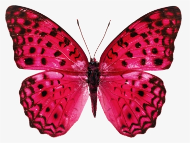 Real Butterfly Png Hd, Transparent Png, Transparent PNG