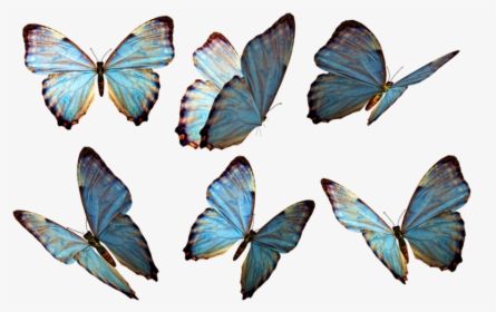 Butterflies Png, Transparent Png, Transparent PNG