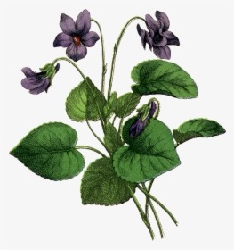Clip Art Violets Drawing Botanical Illustration - Violet Botanical Illustration, HD Png Download, Transparent PNG