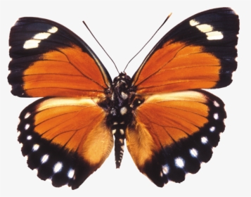 Orange Moth Png, Transparent Png, Transparent PNG