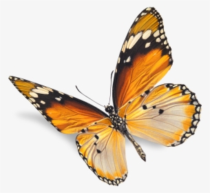 90, Butterfly, Png V - Red Butterfly White Background, Transparent Png, Transparent PNG