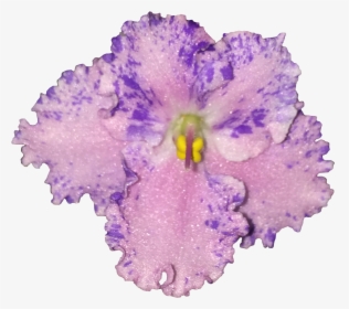 African Violets, HD Png Download, Transparent PNG