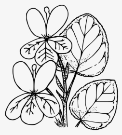 Violets Drawing - Violet Clipart Black And White, HD Png Download, Transparent PNG