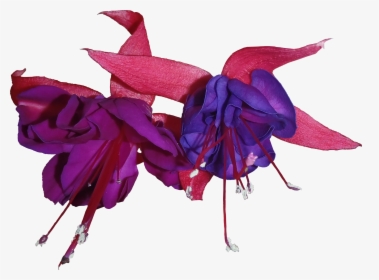 Violet Flower Png - Fuchsia Png, Transparent Png, Transparent PNG